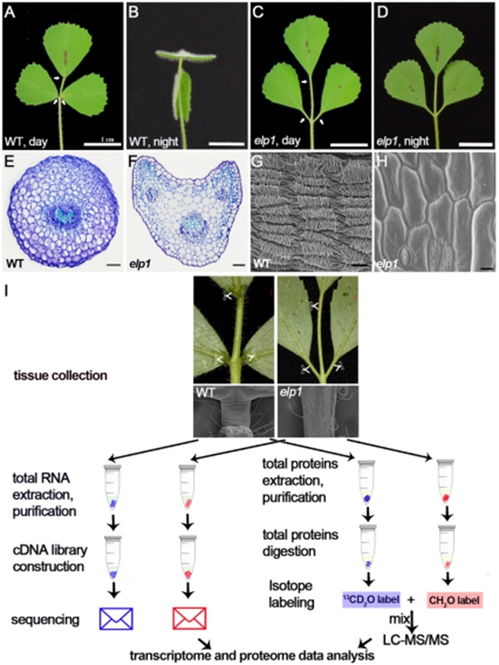 豆科植物运动器官叶枕的多维基因调控网络研究